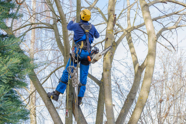 Professional Tree Care in Abernathy, TX