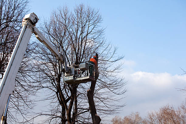 How Our Tree Care Process Works  in  Abernathy, TX